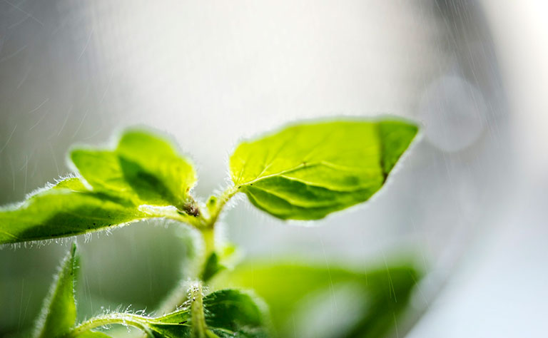 basil plant as a fruit fly repellant