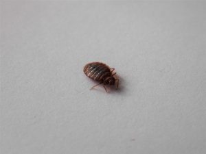 How to Get Rid of Bed Bugs Fast For A Peaceful Sleep
