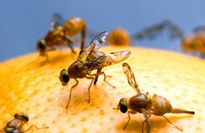How to Get Rid of the Annoying Fruit Flies Effectively
