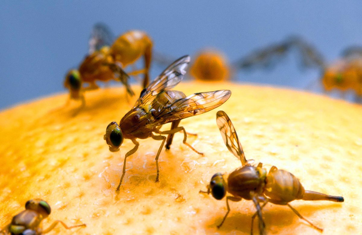 How to Get Rid of the Annoying Fruit Flies Effectively CitizenSide