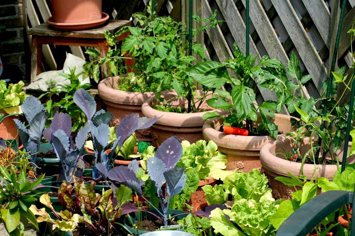 vegetable garden, herb garden, kitchen garden, home chef