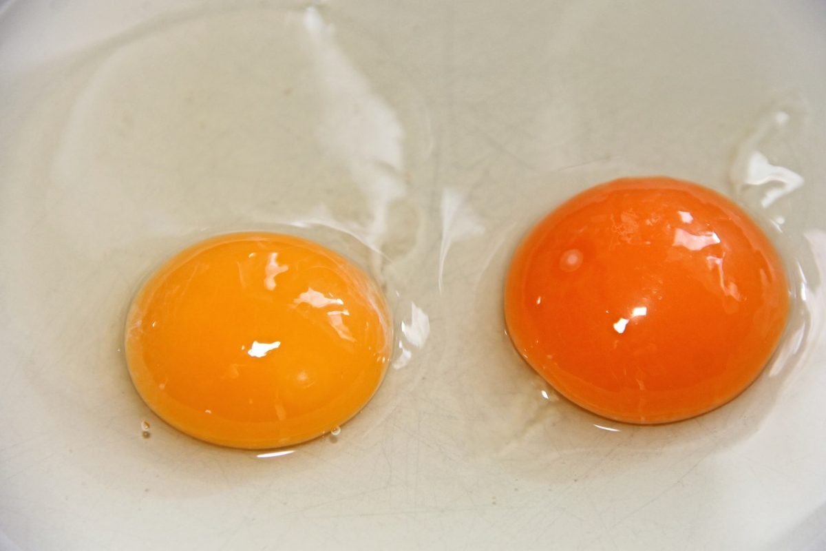 flat egg yolks, how to tell if eggs are bad