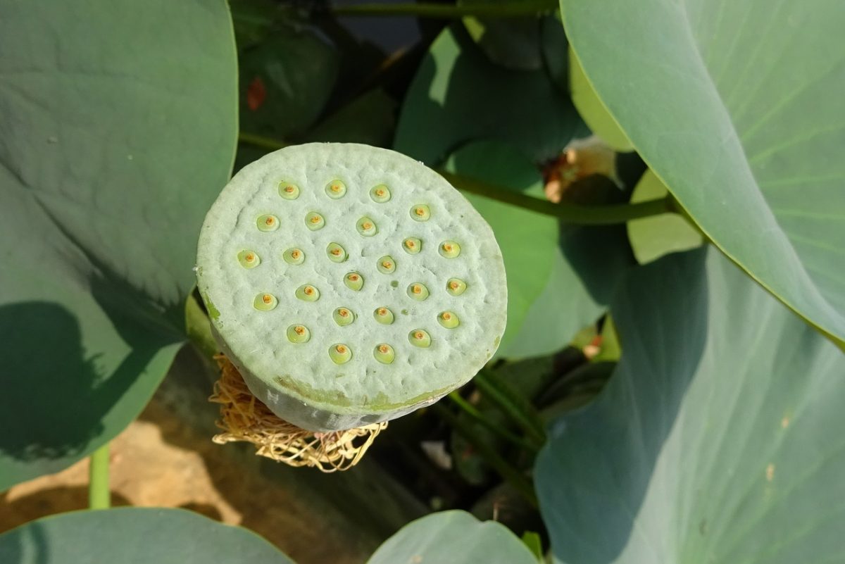Lotus Seed Pod, fear of holes, trypophobia