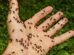 How To Get Rid of Ants: 15 Natural Ways That Actually Work