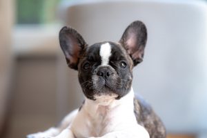 20 Cutest Small Dog Breeds for Every Home