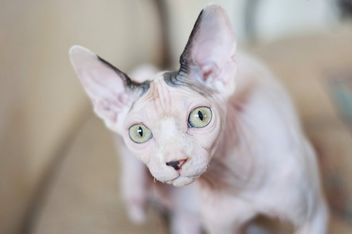 Sphynx Cat What You Need To Know About This Hairless Cat CitizenSide