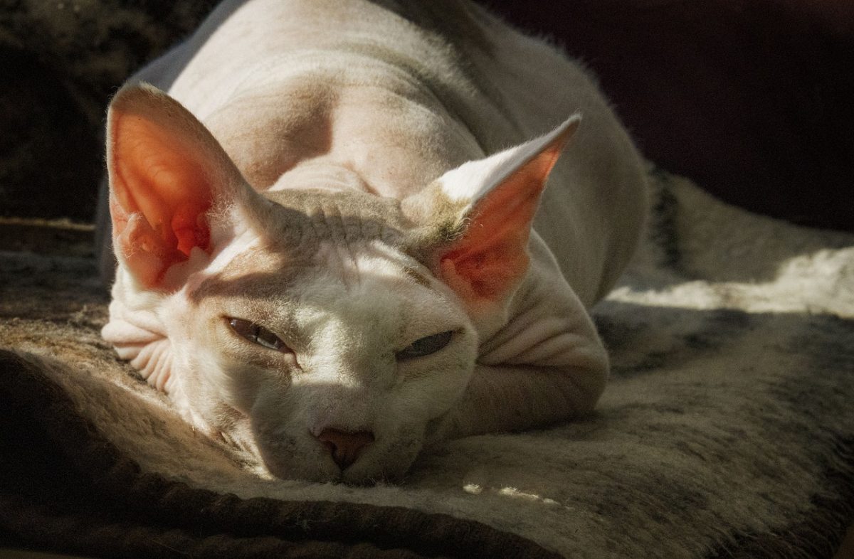 Sphynx Cat What You Need To Know About This Hairless Cat CitizenSide Sphynx Cat What You Need To Know About This Hairless Cat CitizenSide