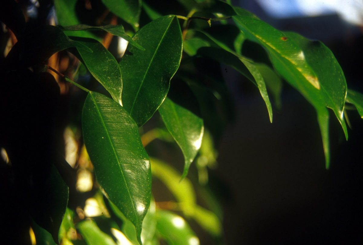 Ficus Benjamina (Non-variegated), indoor plants