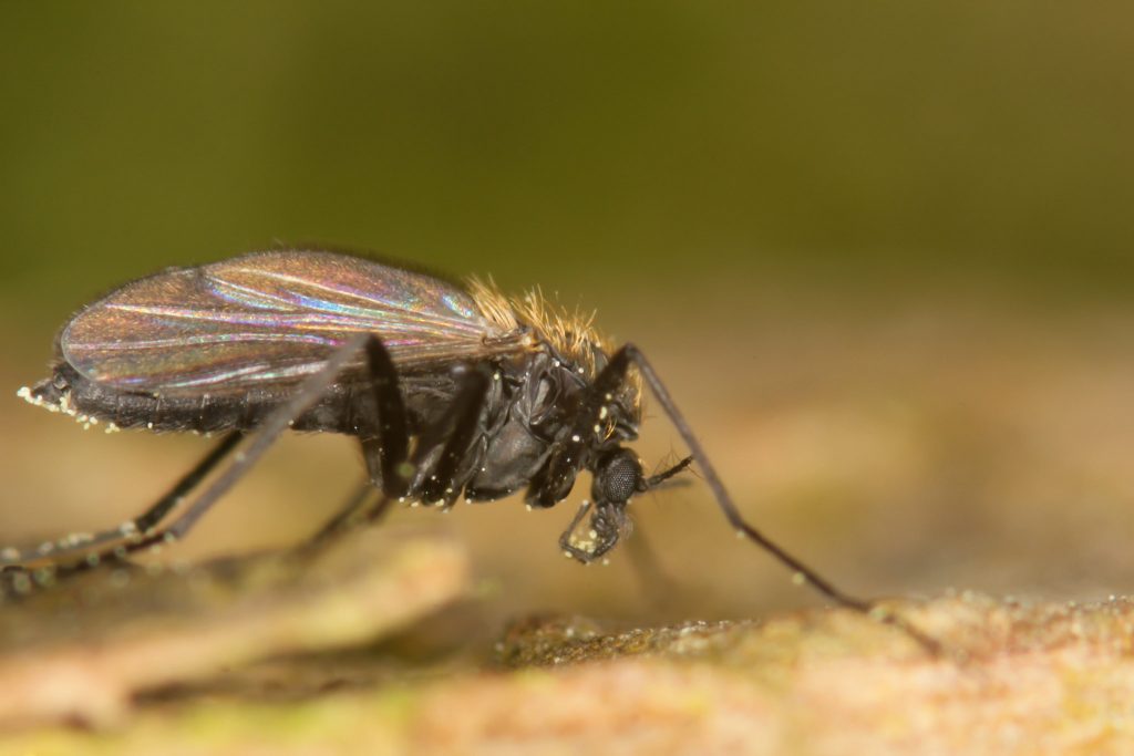 How To Get Rid Of Gnats In The House CitizenSide   Gnat Close Up 1024x683 