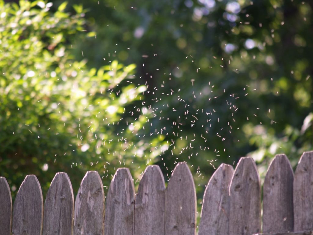 How to Get Rid of Gnats in the House CitizenSide