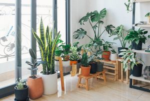 20 Best Indoor Plants – Easy House Plants that Are Hard to Kill