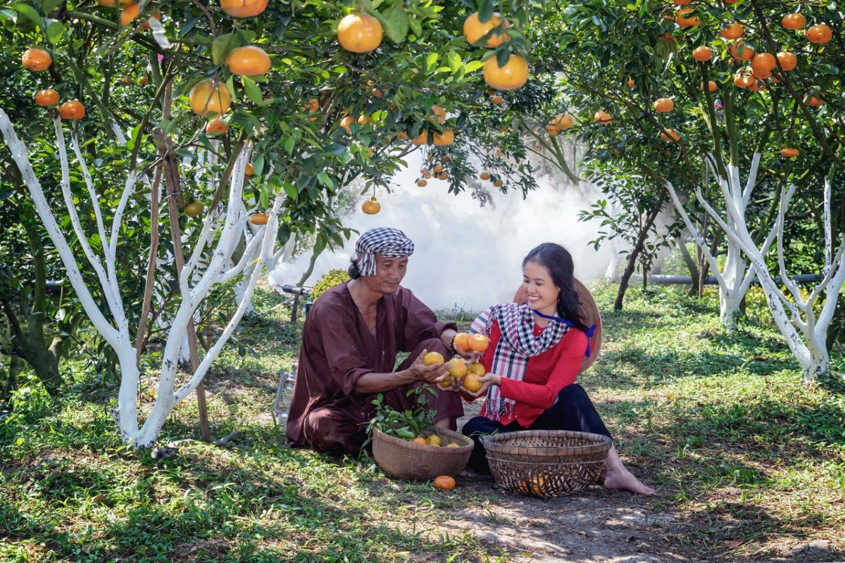 Man and woman picking oranges.