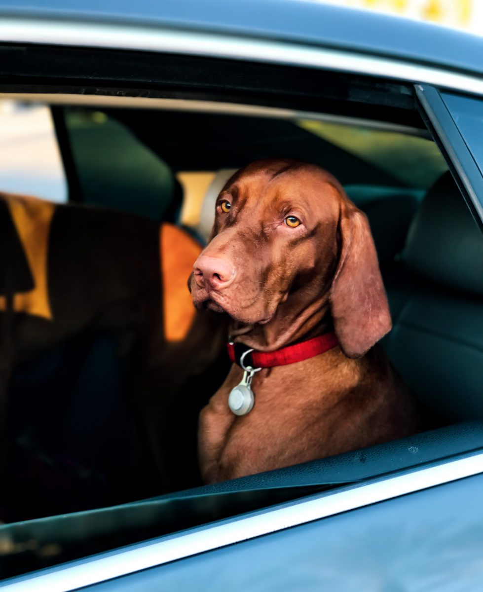 Getting Your Dog Used to Car Travel