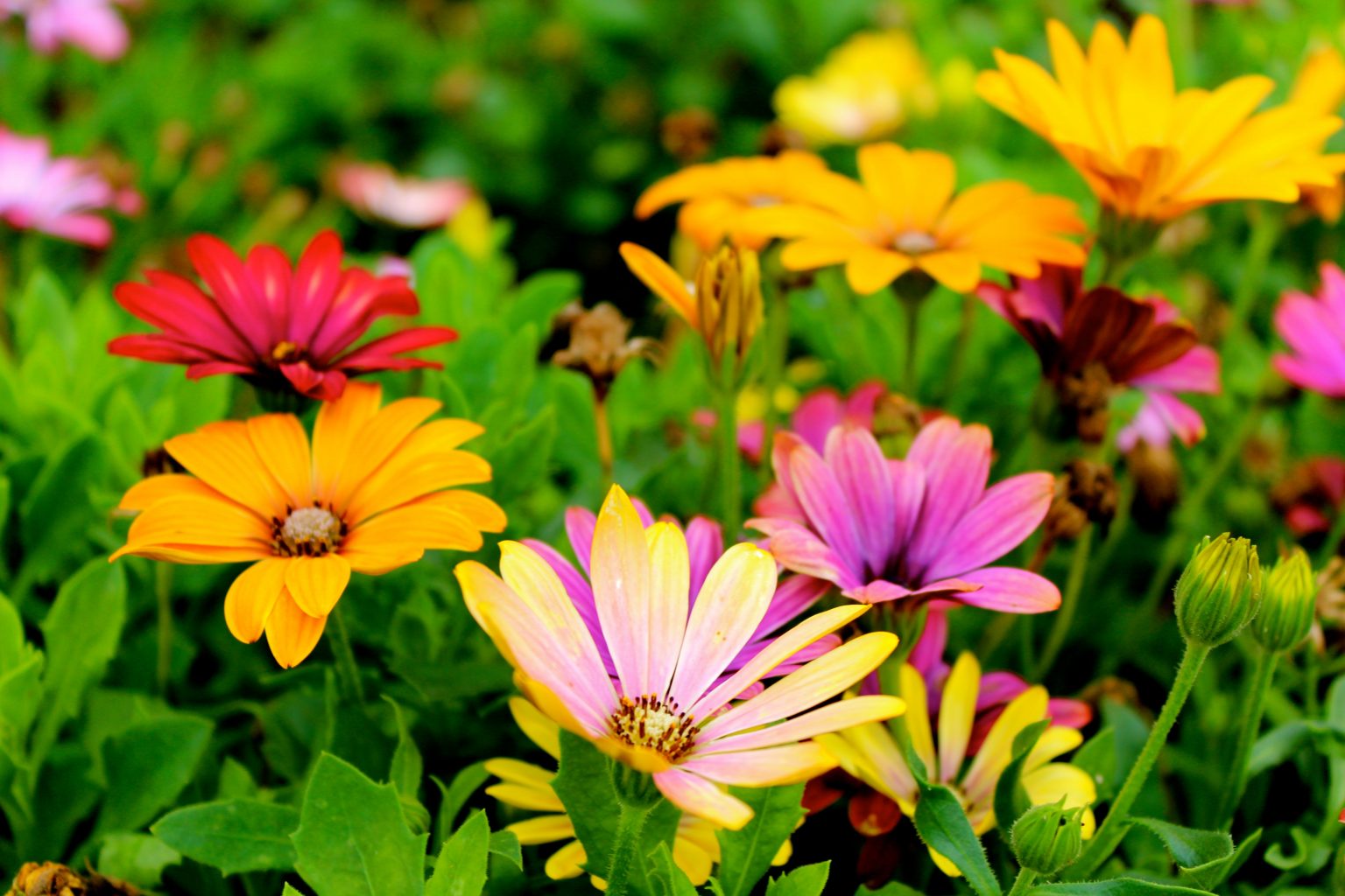 Ideas for Preparing Your Flower Garden for Spring CitizenSide