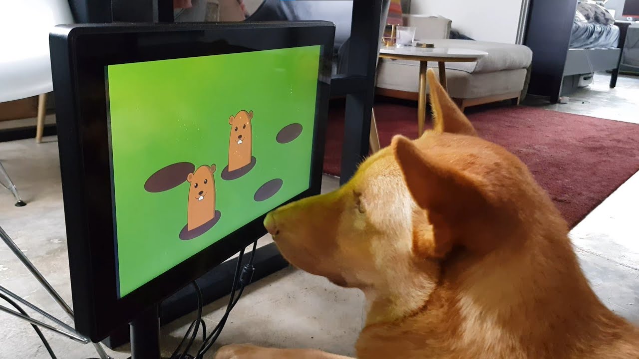 Why Your Dog Needs Its Own Video Games, And How They May Even Be Good For Them