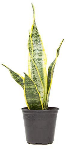 Live Snake Plant by Plants for Pets