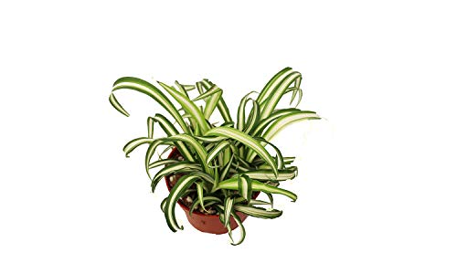 California Tropicals Variegated Spider Plant - Live Indoor/Outdoor Houseplant