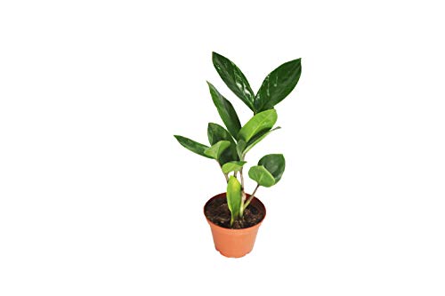 ZZ Plant - 2" from California Tropicals