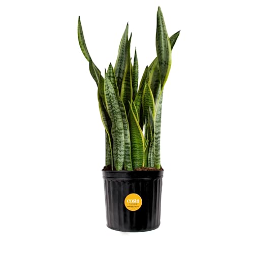 Costa Farms Snake Plant: Beautiful, Healthy, and Air Purifying