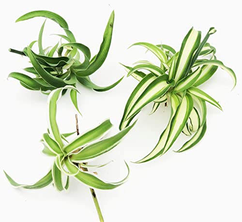 Spider Plant Collection - Trio of Cuttings for Air Purification