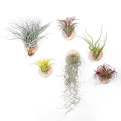 MITIME Air Plants Holders
