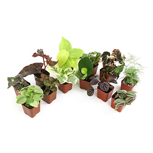 Live Houseplants (12PK) for Plant Lovers
