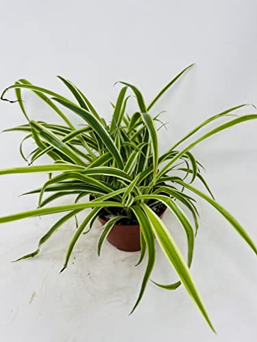 Reverse Variegated Spider Plant - 4in Pot