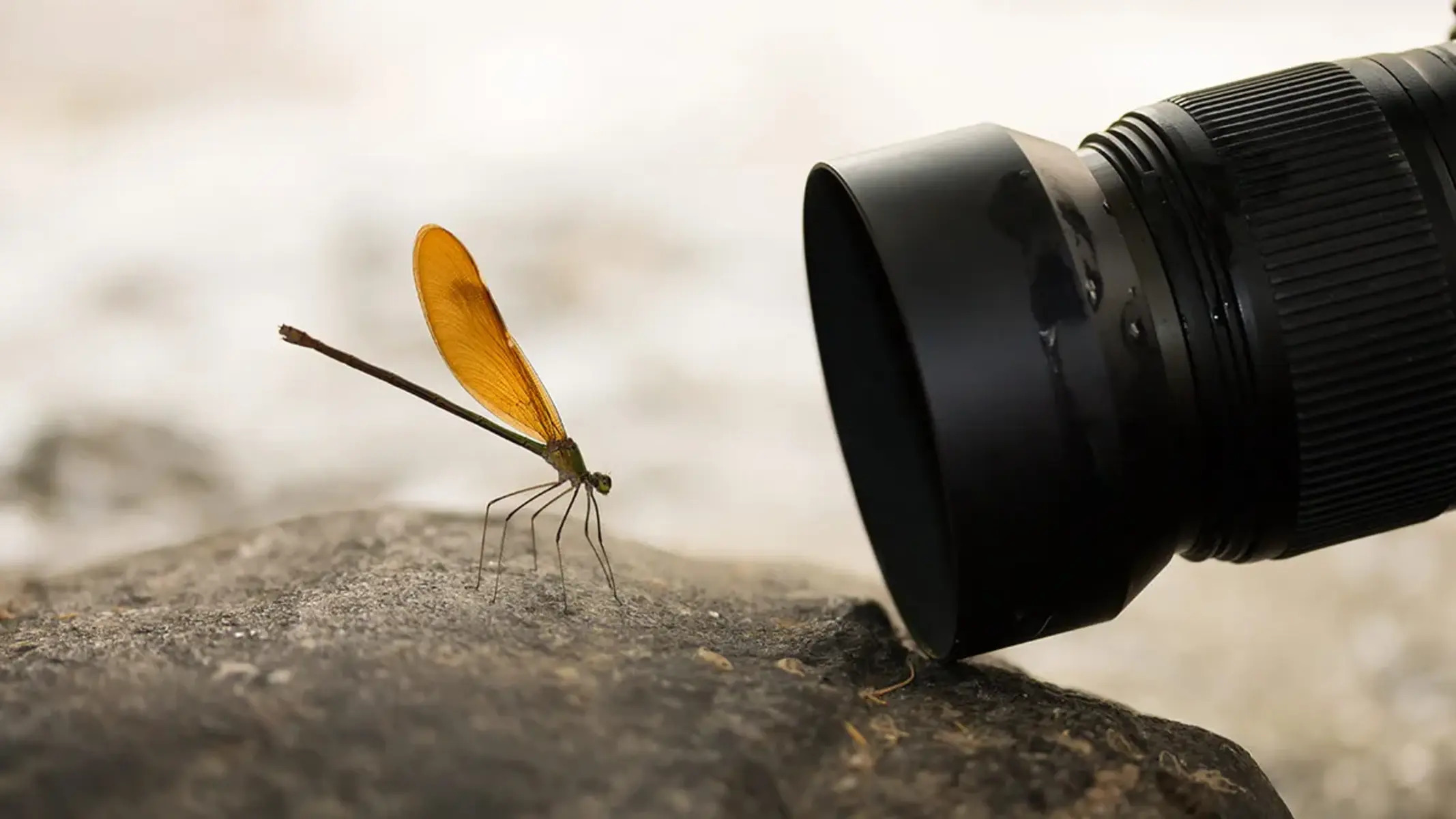what-is-a-macro-lens