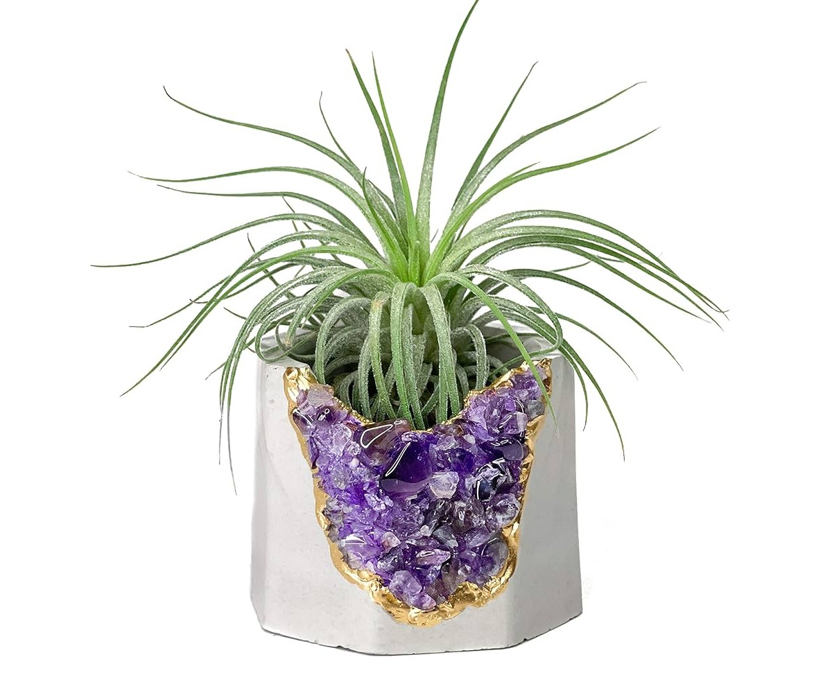 10 Amazing Air Plant Holder for 2023
