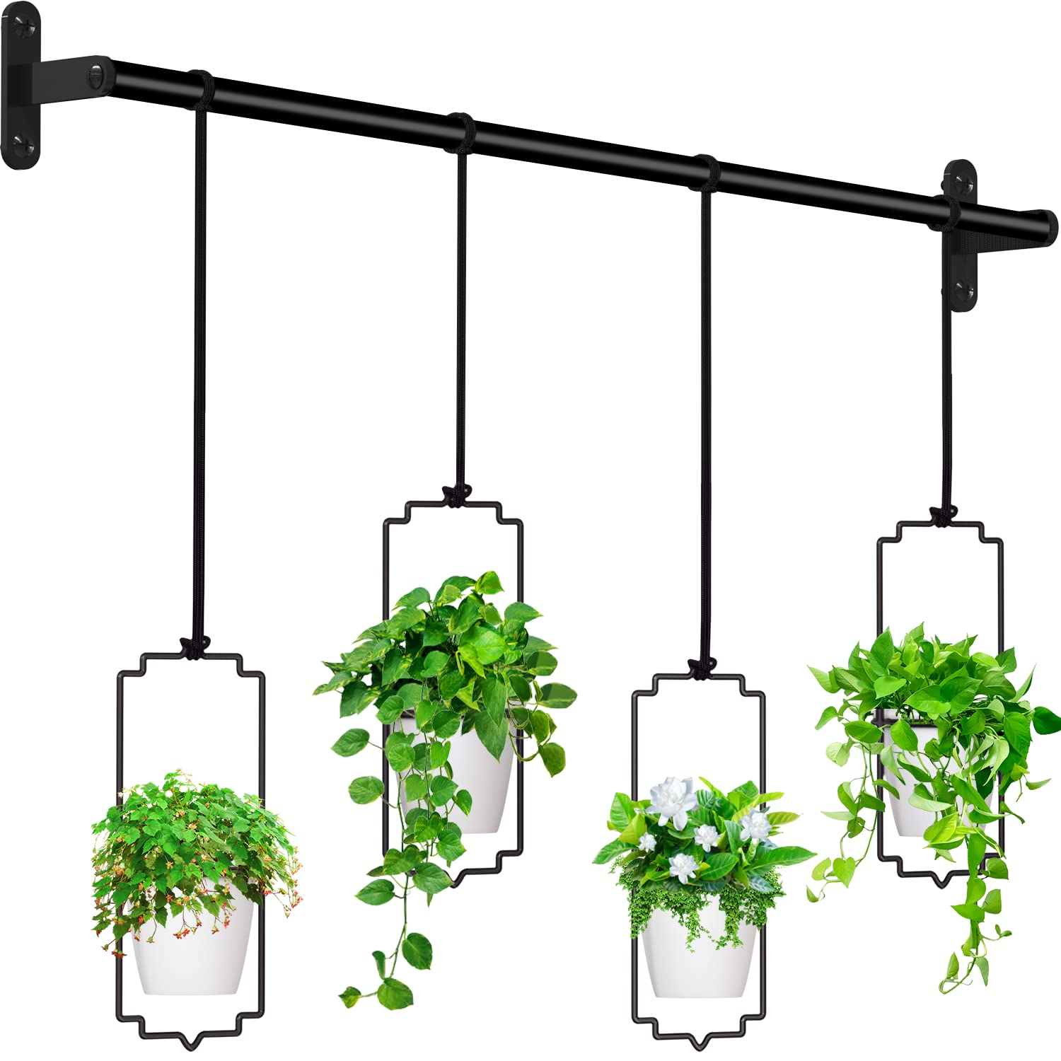 11 Best Hanging Plant for 2024