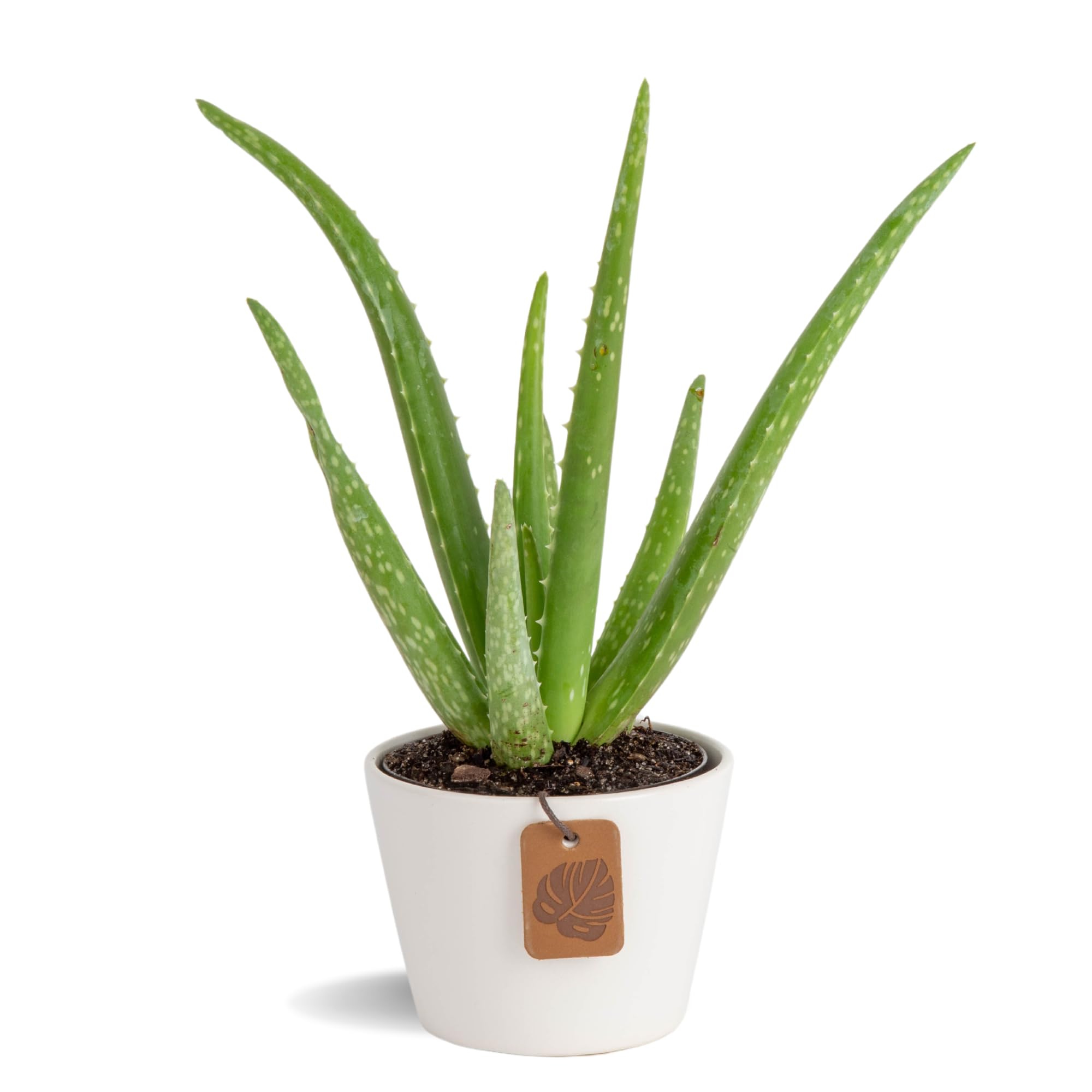 12 Incredible Aloe Vera Plant for 2024