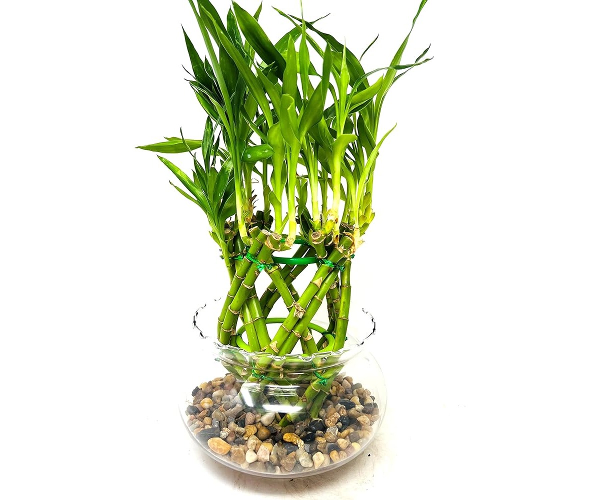 14 Unbelievable Bamboo Plant for 2023