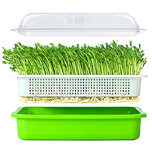 Healthy Wheatgrass Grower with Lid Sprouting Kit