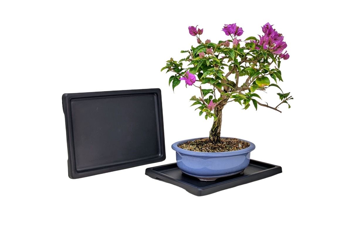 8-unbelievable-bonsai-humidity-tray-for-2023