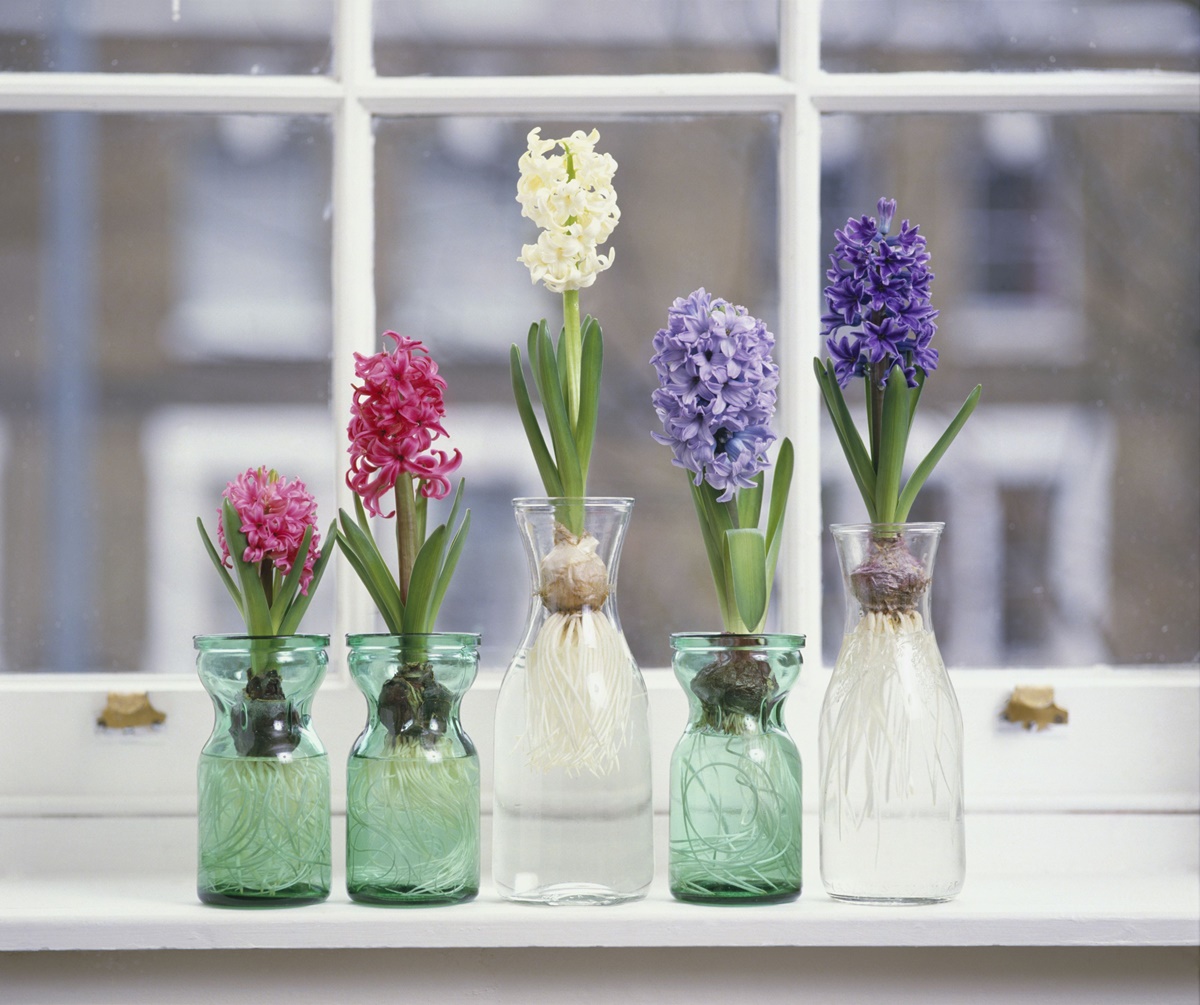 9 Unbelievable Hyacinth Vase for 2023