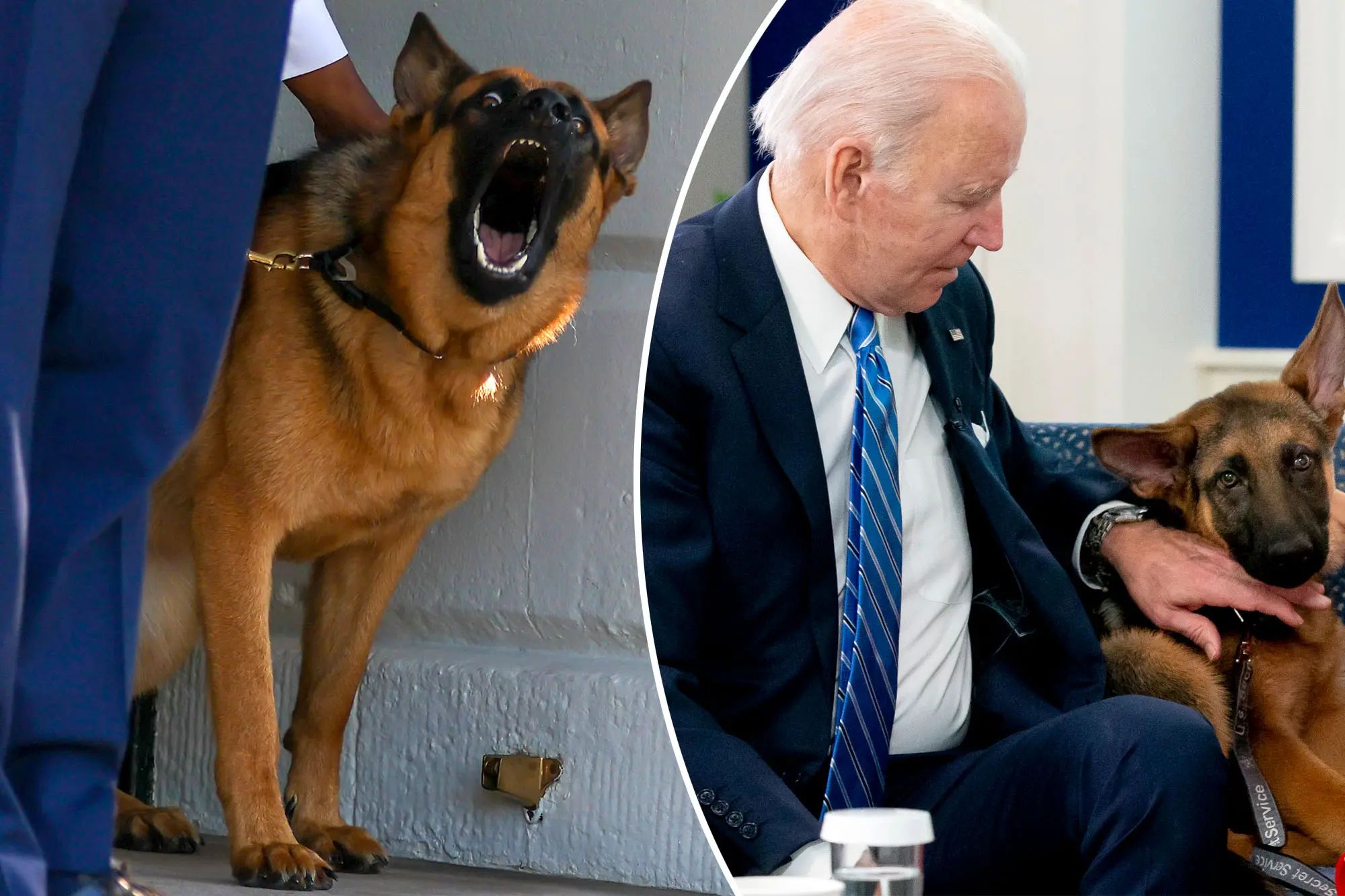 Biden’s German Shepherd Commander Strikes Again: Bites Another Secret Service Agent