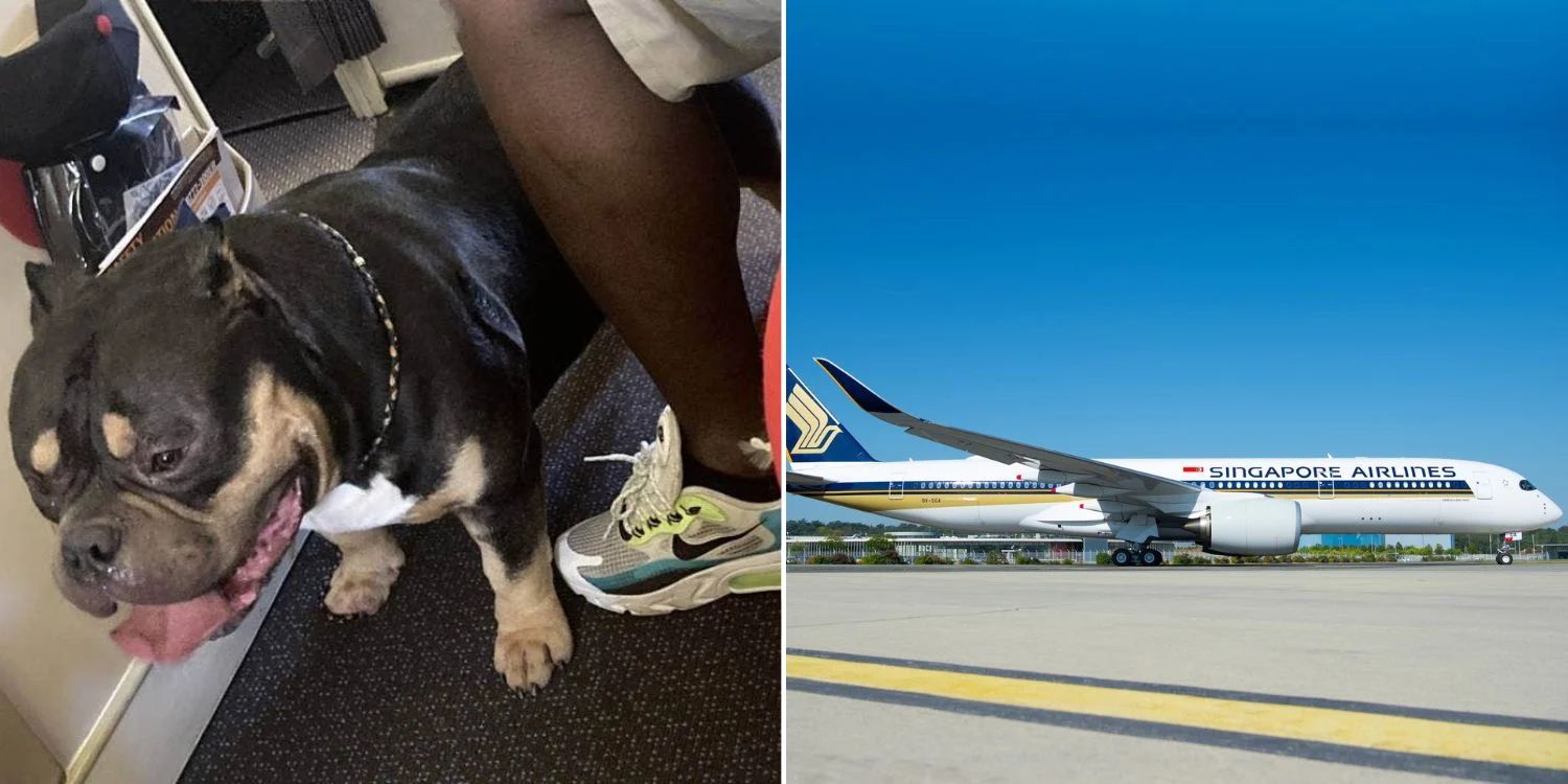 Farting Dog On Singapore Airlines Flight Sparks Refund For Passengers