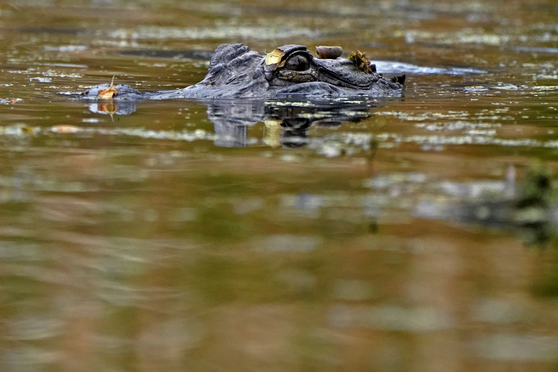 Florida Authorities Kill 4-Meter Alligator After Consuming Human Torso