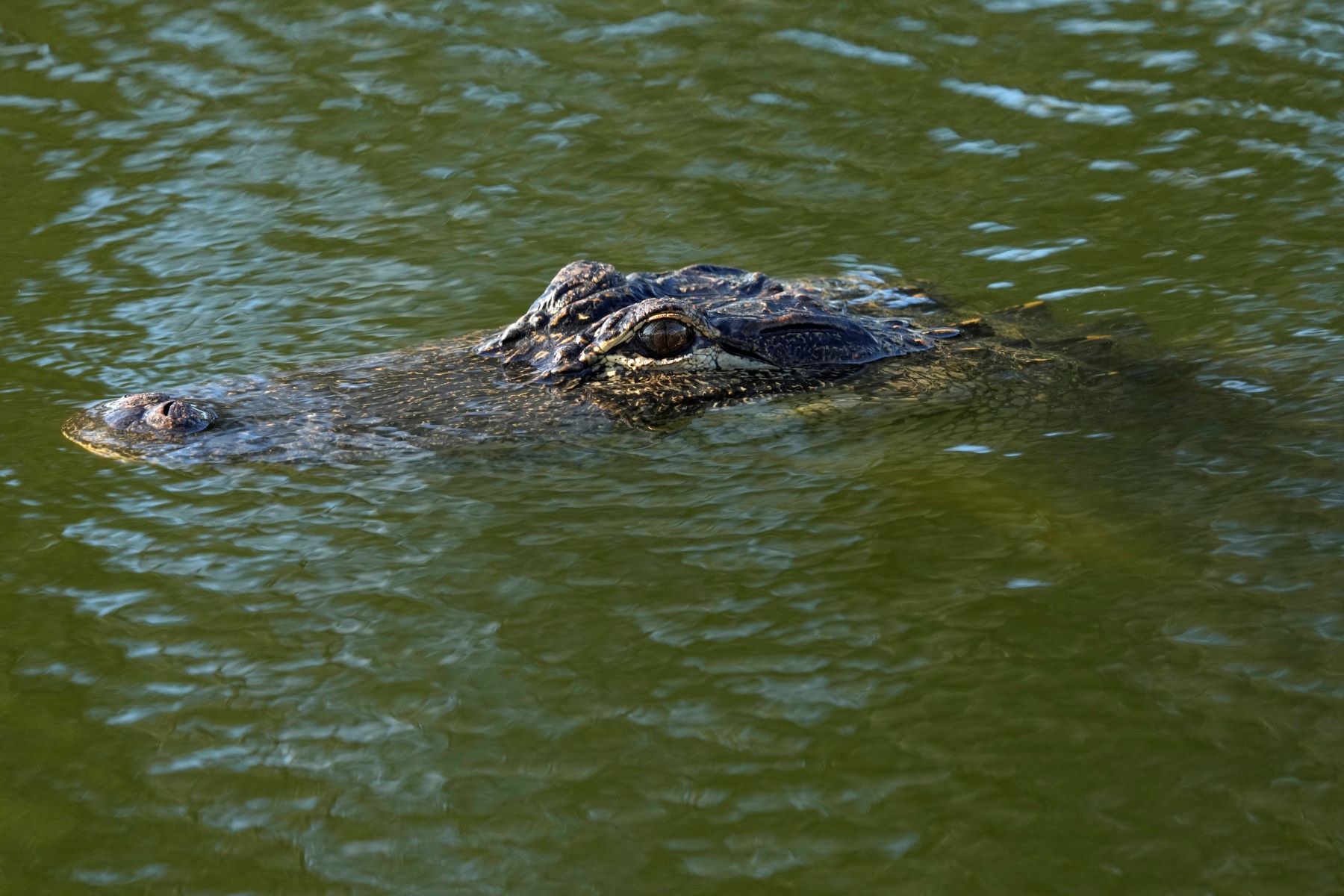 Girl Scout Troop Escapes Charging Alligator In Heart-Stopping Video: Texas Lake Horror