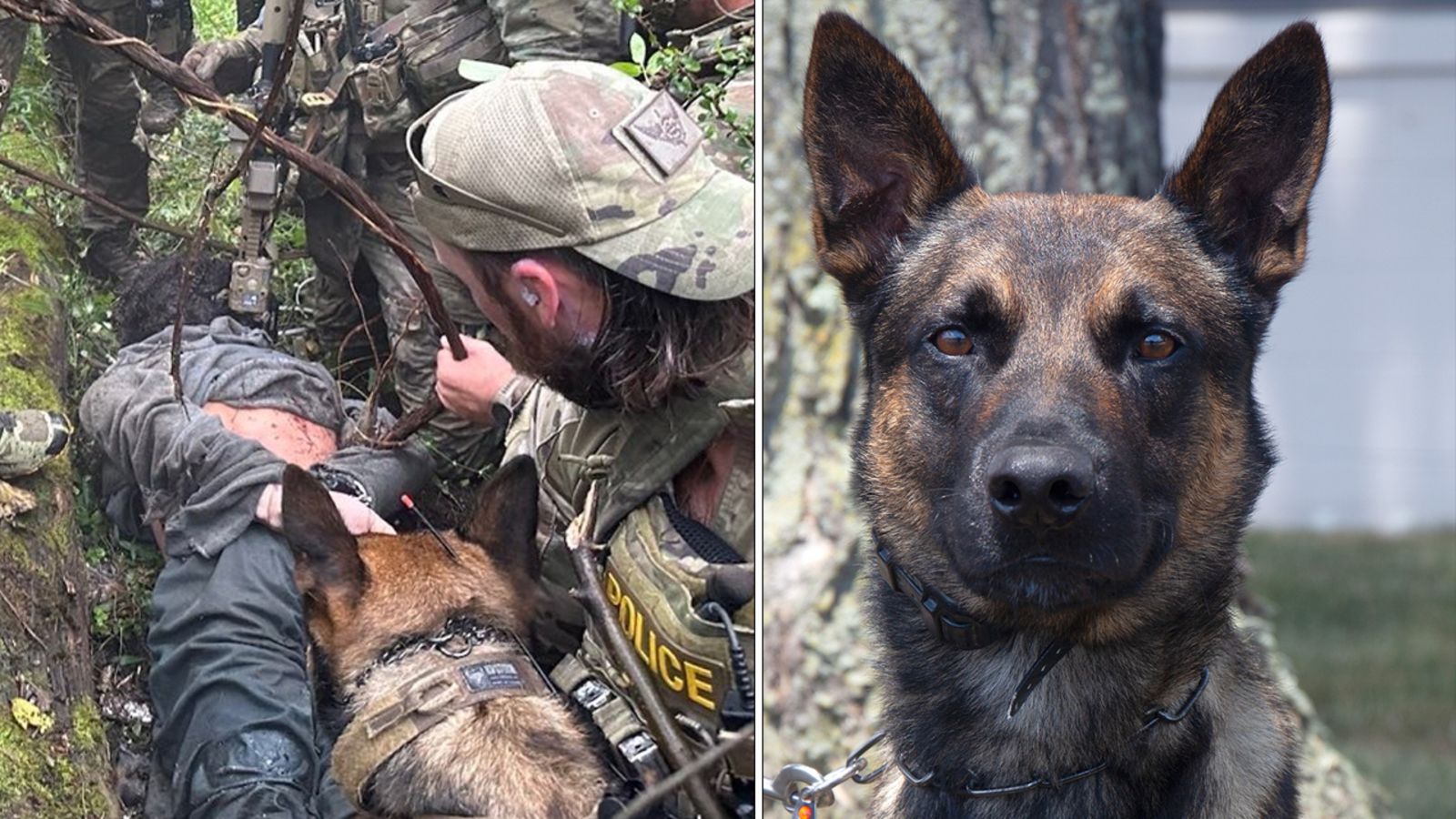 hero-k-9-dog-captures-escaped-prisoner-danelo-cavalcante-after-intense-training