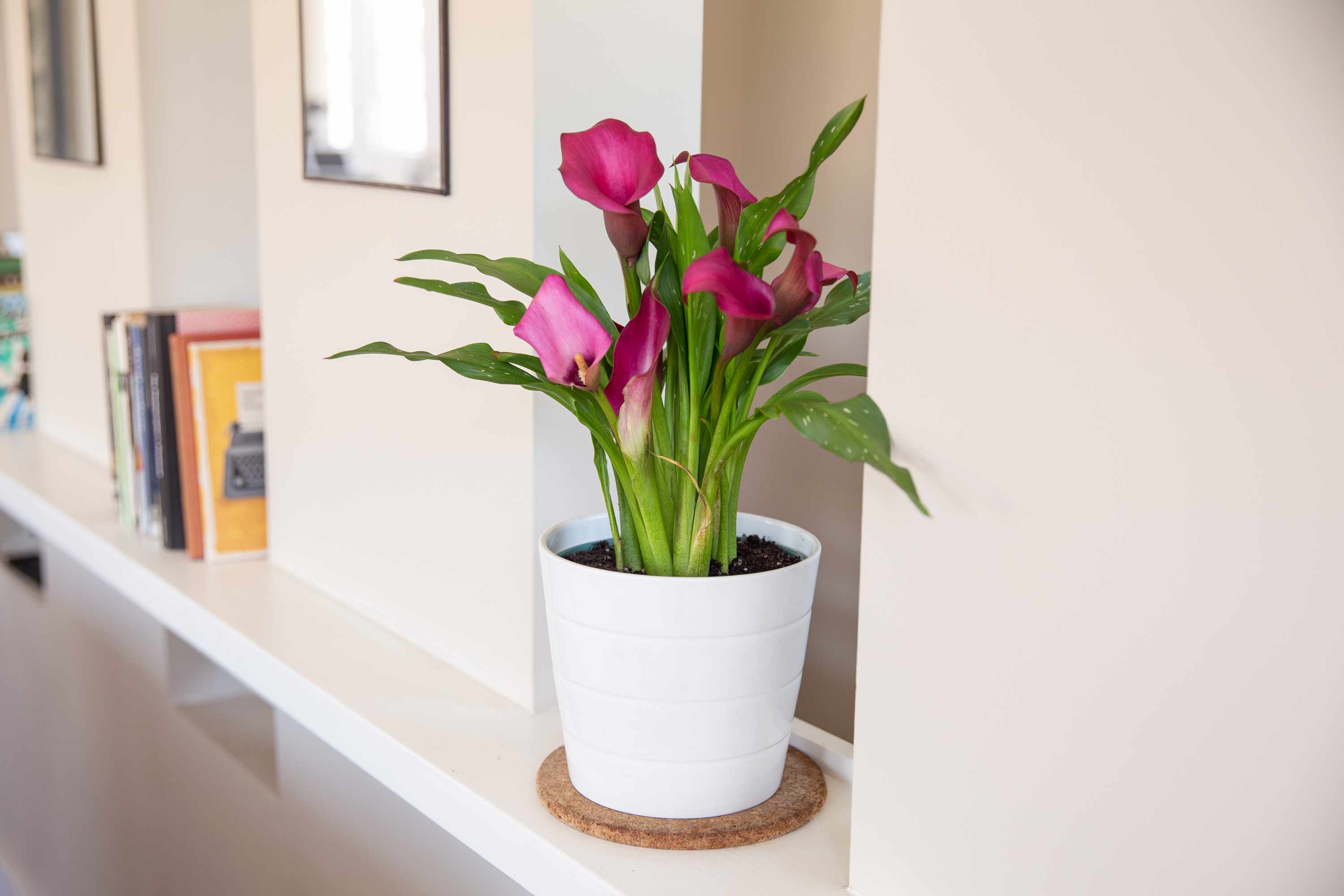 How Long Do Calla Lilies Last In A Vase