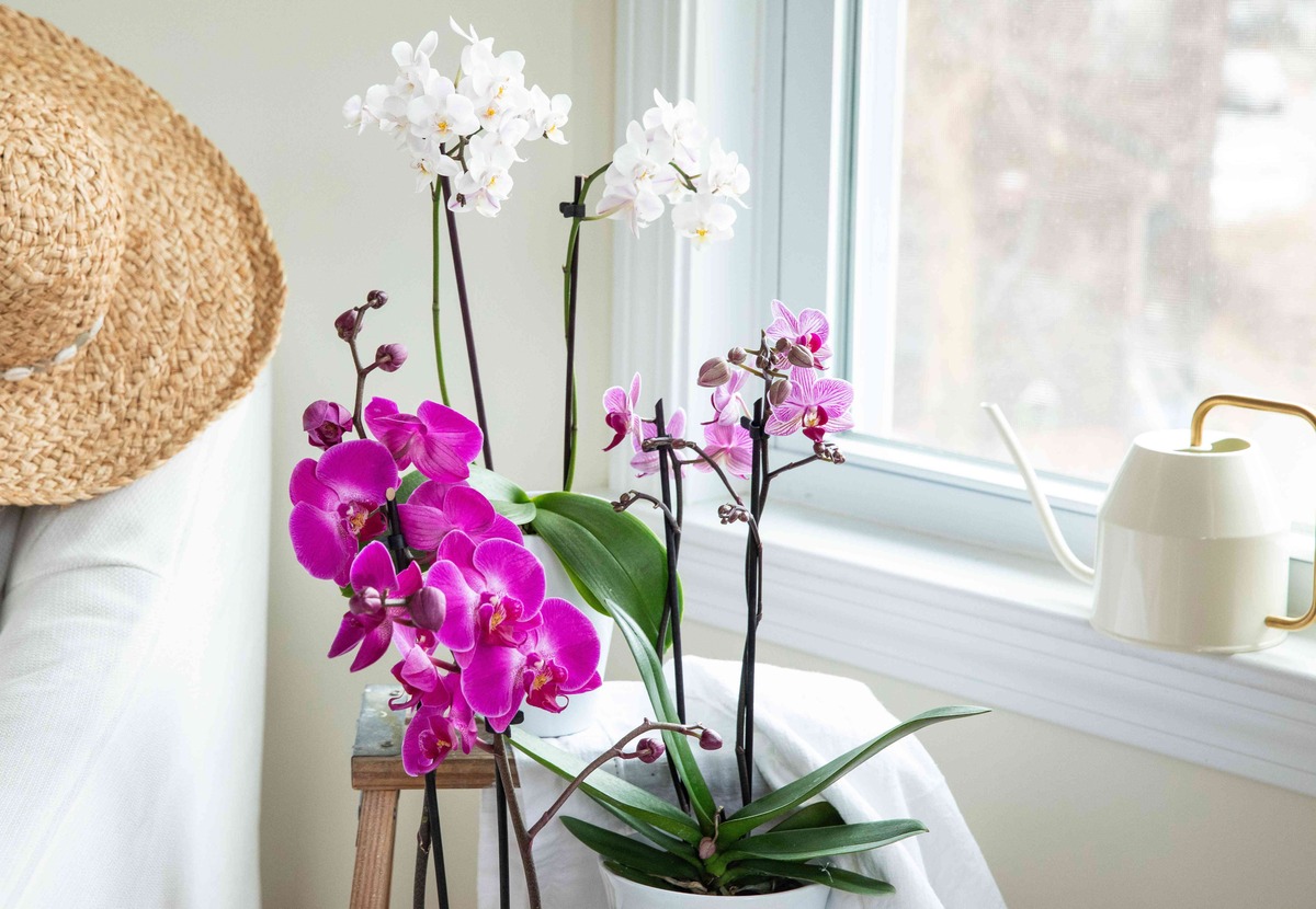 How To Care For Orchids In A Vase