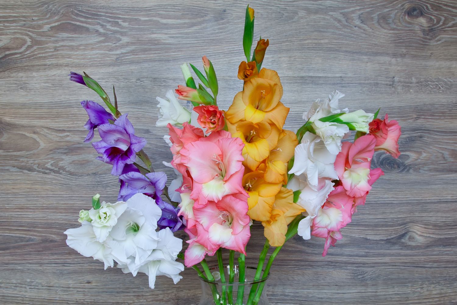 How To Cut Gladiolus For Vase