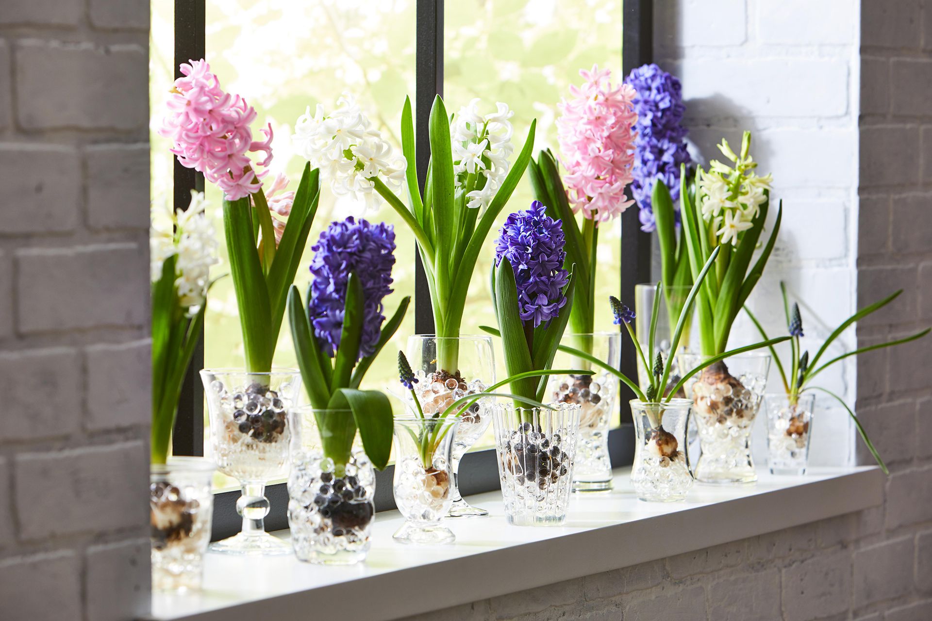 How To Cut Hyacinth For Vase