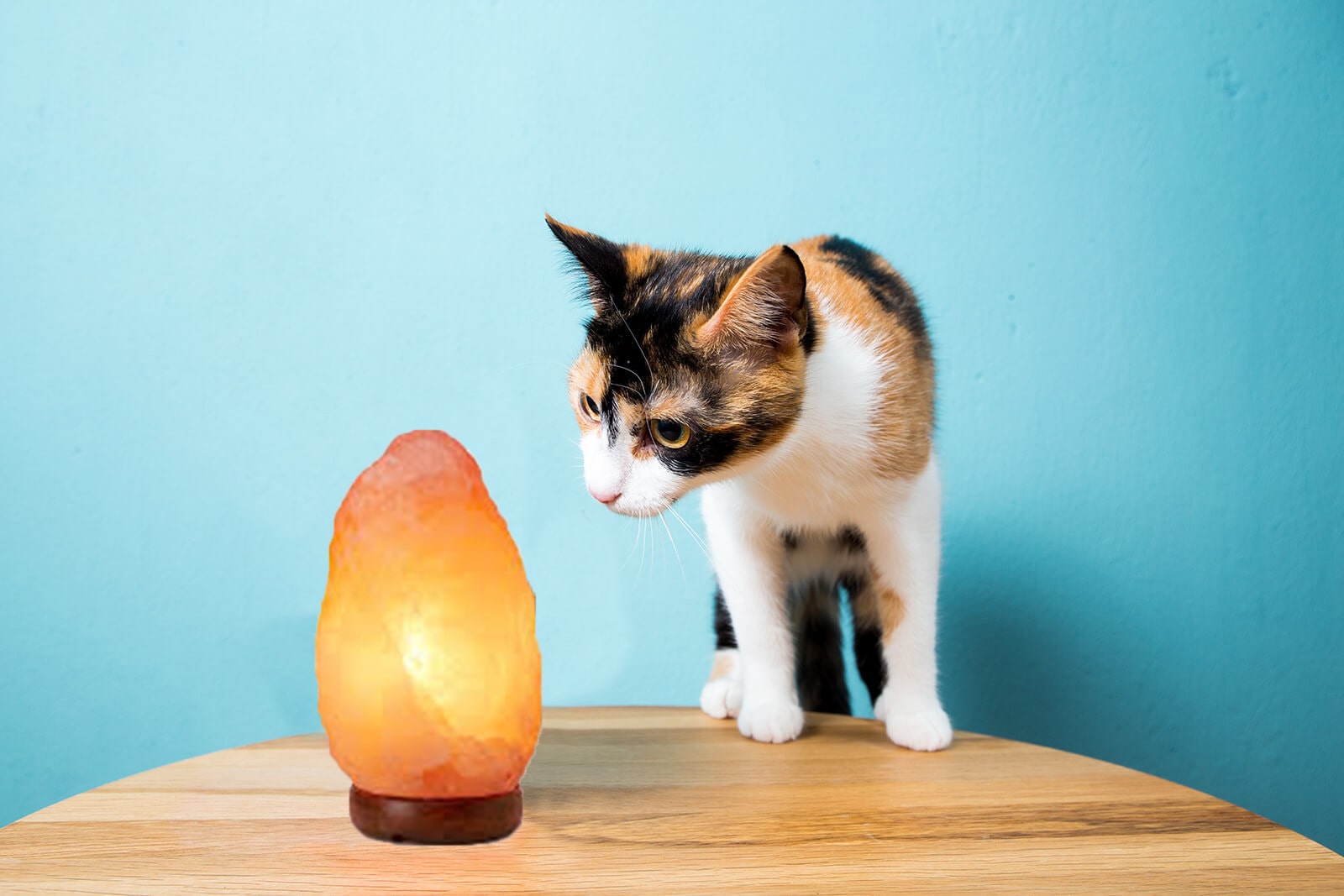 How To Keep Cat Away From Salt Lamp
