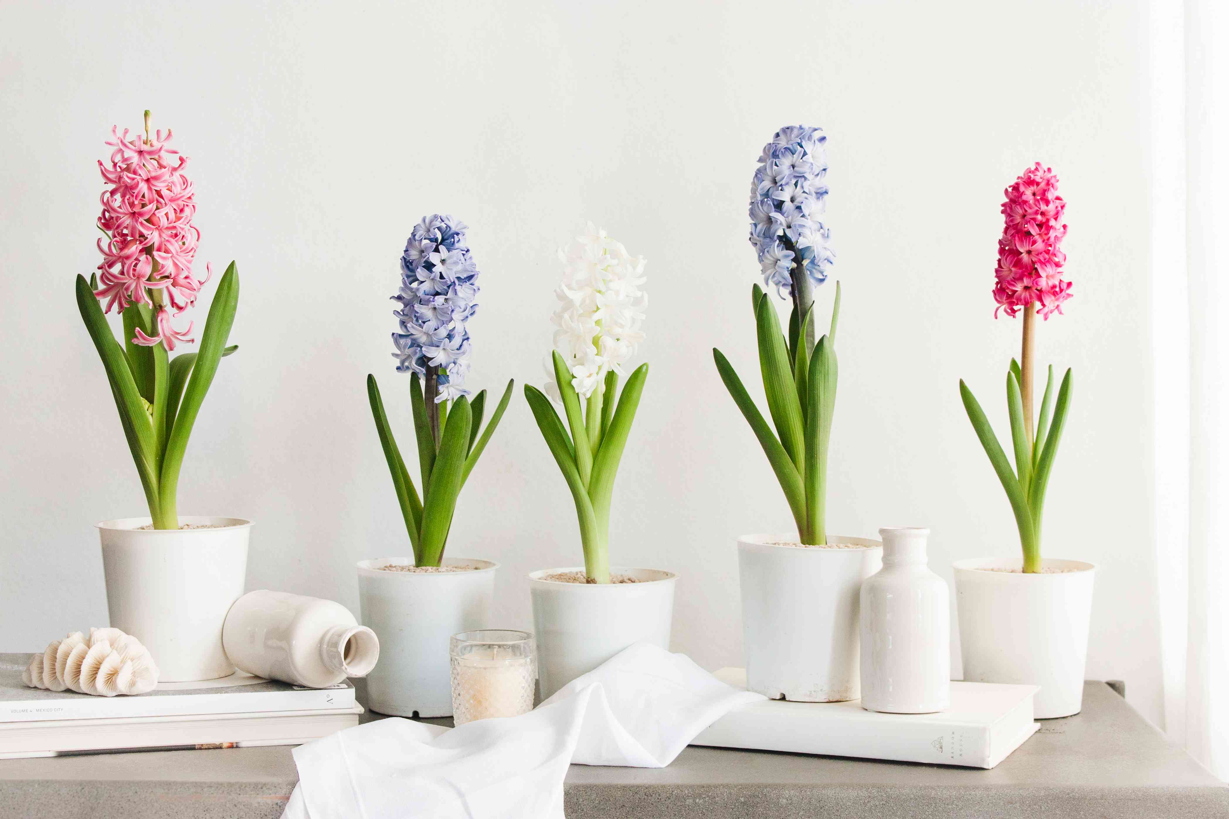 How To Keep Hyacinths In A Vase