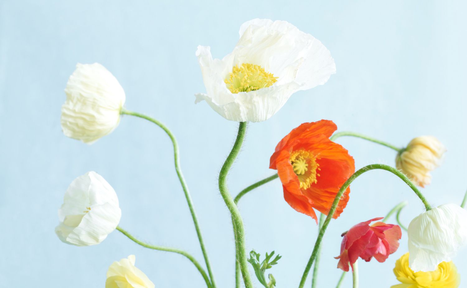 How To Keep Poppies In A Vase