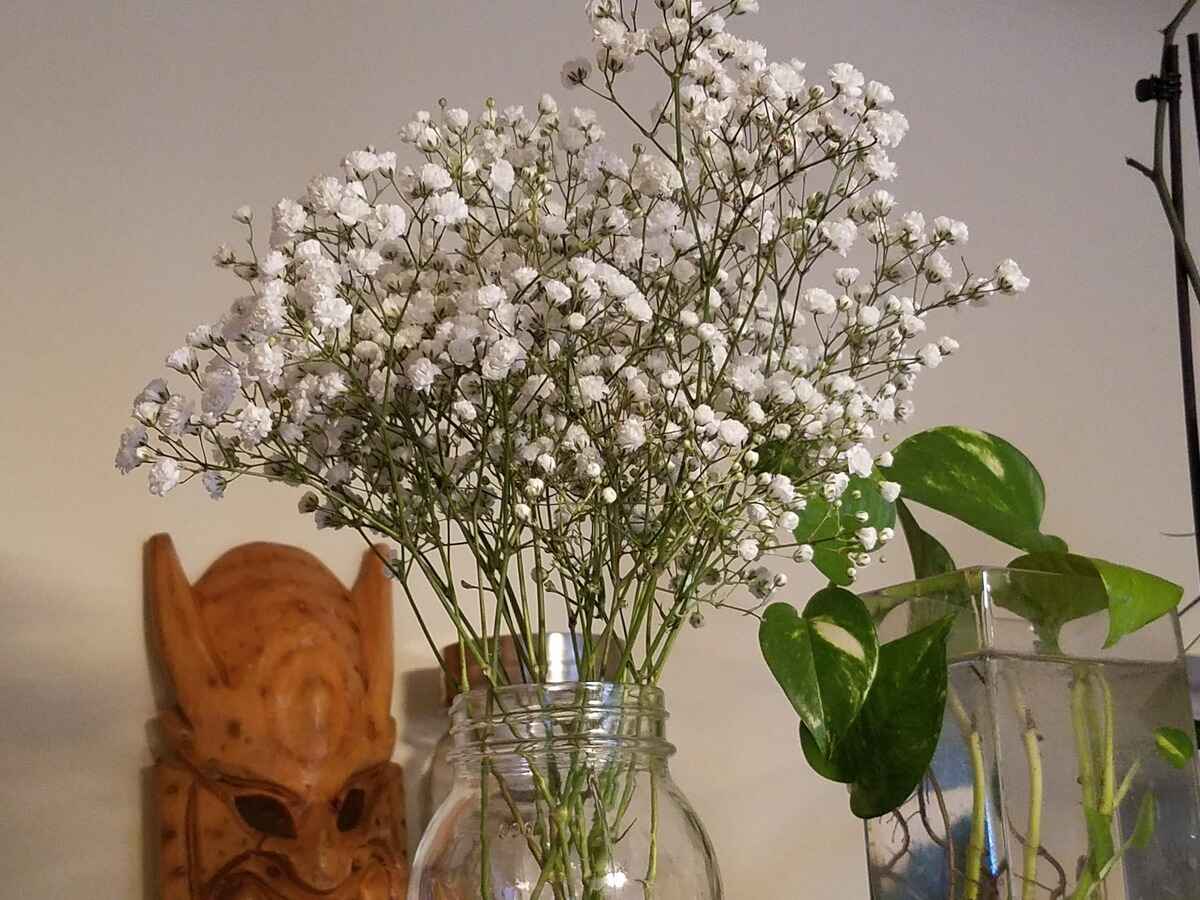 How To Take Care Of Baby Breath In Vase