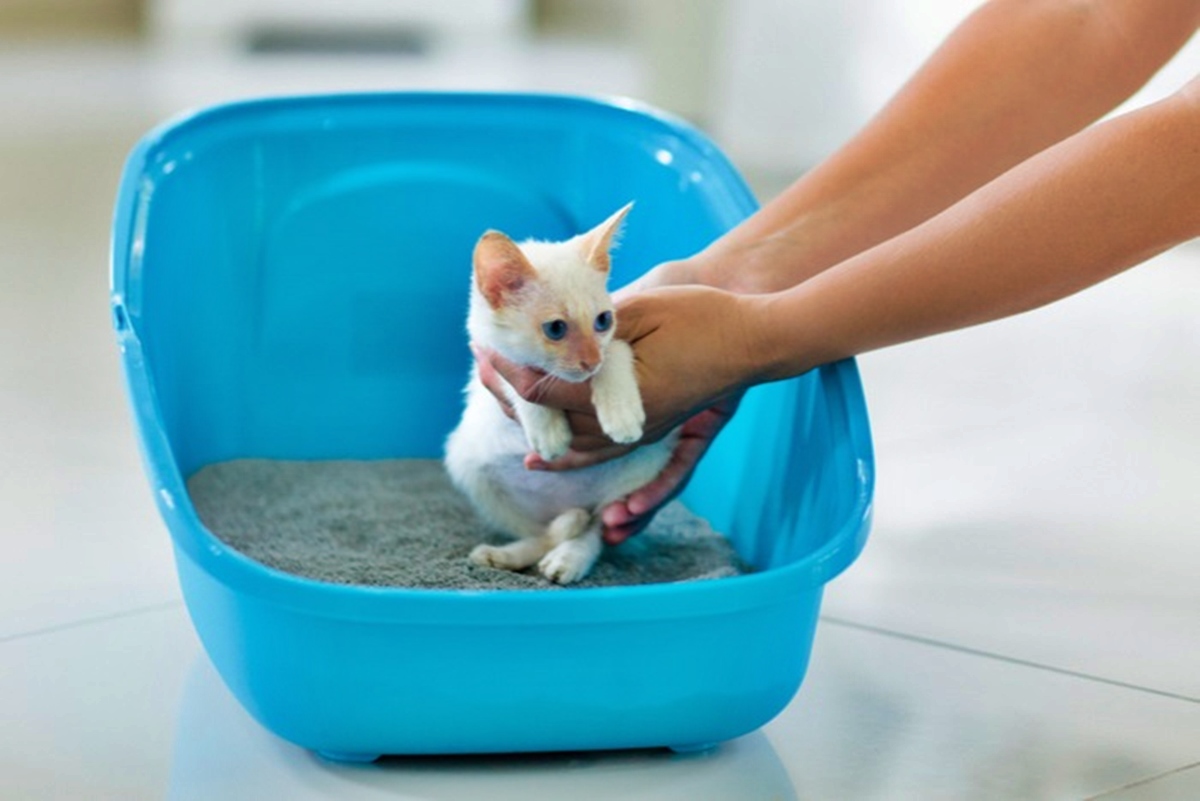How To Train A Kitten To Use A Litter Tray