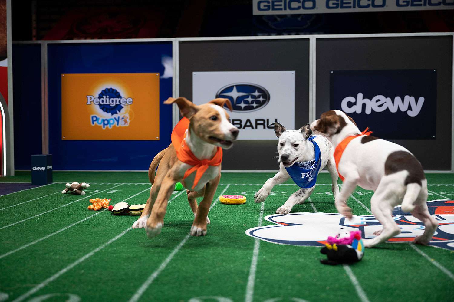 How To Watch Puppy Bowl